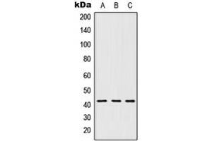 Image no. 1 for anti-Serotonin Receptor 1D (HTR1D) (Center) antibody (ABIN2705358)