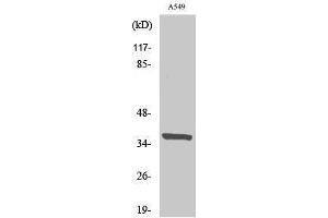 anti-Nuclear Receptor Binding Factor 2 (NRBF2) (Internal Region) antibody