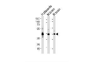 Image no. 1 for anti-Junctional Adhesion Molecule 3 (JAM3) (AA 261-295), (C-Term) antibody (ABIN1882171)