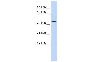 Image no. 1 for anti-alpha Ketoglutarate Dehydrogenase (alphaKGDHC) (N-Term) antibody (ABIN631602)
