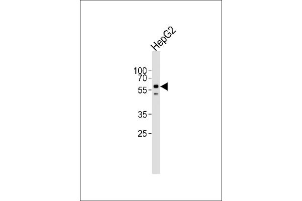 ACVR1 antibody  (AA 132-162)