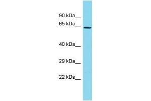 Image no. 1 for anti-Neuron-Derived Neurotrophic Factor (NDNF) (C-Term) antibody (ABIN2791171)