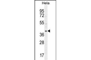 CCNG1 Antibody (N-term) (ABIN654893 and ABIN2844543) western blot analysis in Hela cell line lysates (35 μg/lane).