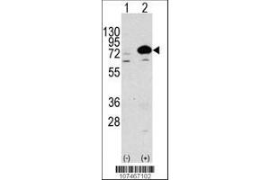 Image no. 1 for anti-ATG7 Autophagy Related 7 (ATG7) (AA 22-51), (N-Term) antibody (ABIN388520)