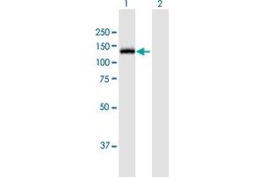 Western Blot analysis of MGEA5 expression in transfected 293T cell line by MGEA5 MaxPab polyclonal antibody.