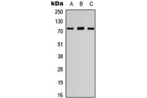 anti-Fidgetin-Like 1 (FIGNL1) (Center) antibody