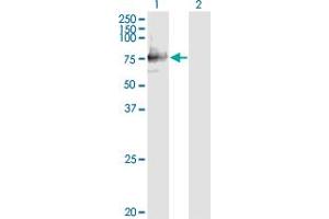Western Blot analysis of SIGLEC12 expression in transfected 293T cell line by SIGLEC12 monoclonal antibody (M01), clone 1D1.