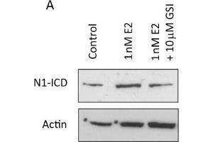 Image no. 5 for anti-Notch 1 (NOTCH1) (N-Term) antibody (ABIN104897)