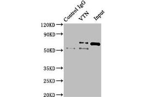 Vitronectin antibody  (AA 364-478)
