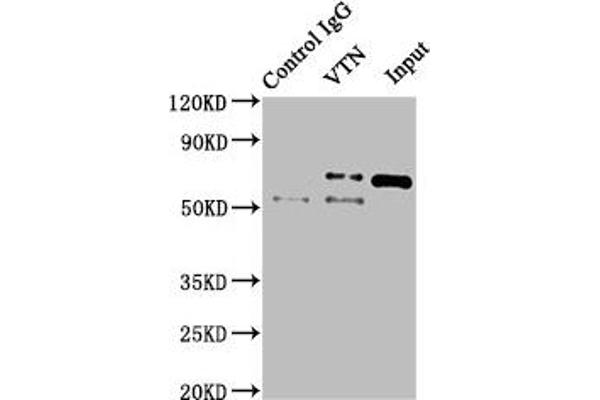 Vitronectin anticorps  (AA 364-478)