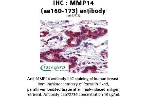 Image no. 2 for anti-Matrix Metallopeptidase 14 (Membrane-inserted) (MMP14) (AA 160-173) antibody (ABIN2852383)