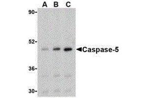 Image no. 1 for anti-Caspase 5, Apoptosis-Related Cysteine Peptidase (CASP5) (Center) antibody (ABIN2477916)