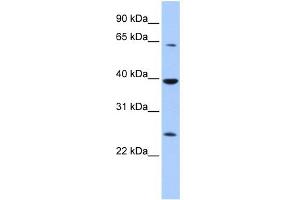 Image no. 1 for anti-Cytosolic Iron-Sulfur Protein Assembly 1 (CIAO1) (Middle Region) antibody (ABIN2775776)