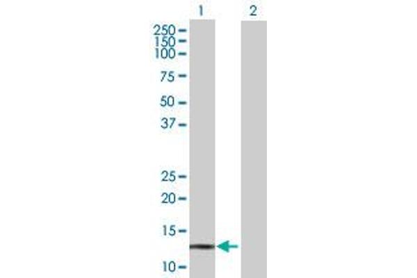 POLR3K antibody  (AA 1-108)