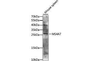 Image no. 1 for anti-Membrane-Spanning 4-Domains, Subfamily A, Member 7 (MS4A7) antibody (ABIN6292738)