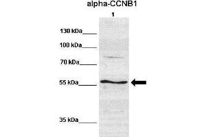 Image no. 2 for anti-Cyclin B1 (CCNB1) (C-Term) antibody (ABIN2779290)