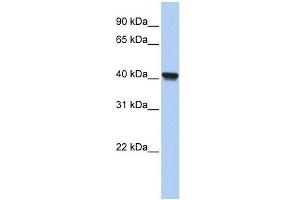 Clavesin 1 antibody  (N-Term)