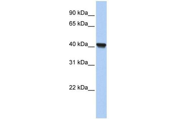 Clavesin 1 antibody  (N-Term)