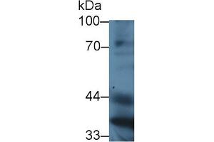 Image no. 3 for anti-Paraoxonase 1 (PON1) (AA 187-354) antibody (ABIN1172659)