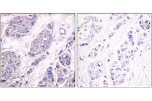 Image no. 2 for anti-Transforming Growth Factor, beta 3 (TGFB3) (AA 261-310) antibody (ABIN1533414)