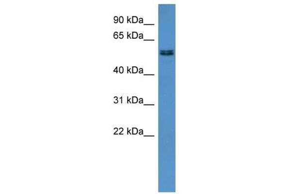 anti-Asparagine-Linked Glycosylation 8, alpha-1,3-Glucosyltransferase Homolog (ALG8) (Middle Region) antibody