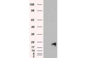 Image no. 2 for anti-Neurogenin 1 (NEUROG1) antibody (ABIN2727141)