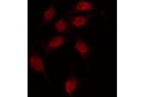 Image no. 1 for anti-Opsin 3 (OPN3) antibody (ABIN6257859)