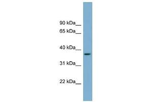 OR2W5 antibody  (Middle Region)