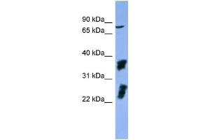 Image no. 3 for anti-Fibroblast Growth Factor Receptor 2 (FGFR2) (C-Term) antibody (ABIN2788319)