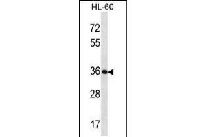 Image no. 1 for anti-Kallikrein 9 (KLK9) (AA 82-111) antibody (ABIN5531506)