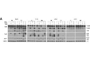 Image no. 53 for anti-Glyceraldehyde-3-Phosphate Dehydrogenase (GAPDH) (Center) antibody (ABIN2857072)