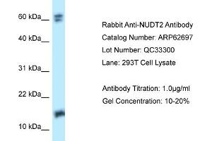 Image no. 1 for anti-Nudix (Nucleoside Diphosphate Linked Moiety X)-Type Motif 2 (NUDT2) (Middle Region) antibody (ABIN2789216)