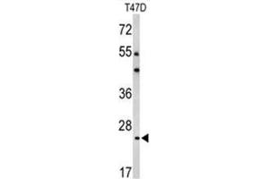 BCL2A1 antibody  (Middle Region)