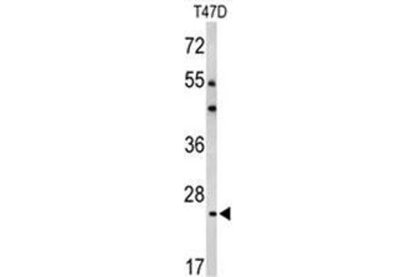 BCL2A1 antibody  (Middle Region)