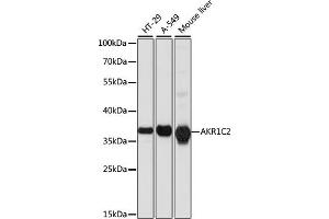 AKR1C2 抗体  (AA 1-323)