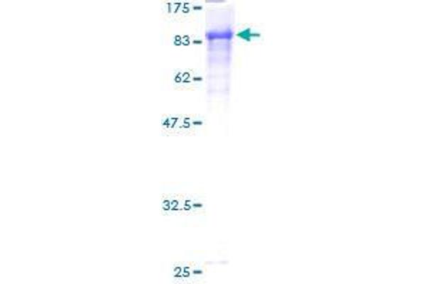 CCDC99 Protein (AA 1-605) (GST tag)