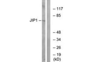 anti-Mitogen-Activated Protein Kinase 8 Interacting Protein 1 (MAPK8IP1) (AA 69-118) antibody