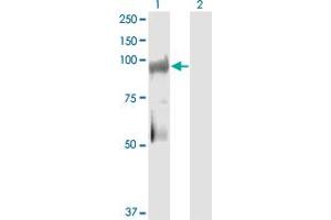KSR2 antibody  (AA 411-500)