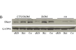 Image no. 63 for anti-Glyceraldehyde-3-Phosphate Dehydrogenase (GAPDH) (Center) antibody (ABIN2857072)