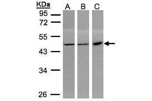 Image no. 4 for anti-Phosphogluconate Dehydrogenase (PGD) (Center) antibody (ABIN2855133)