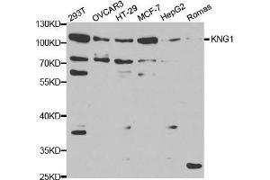 Image no. 1 for anti-Kininogen 1 (KNG1) antibody (ABIN3022364)