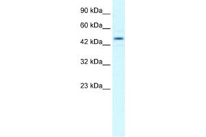 Image no. 1 for anti-Transcription Elongation Factor B (SIII), Polypeptide 1 (15kDa, Elongin C) (TCEB1) (Middle Region) antibody (ABIN2792678)