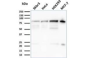 Image no. 1 for anti-Ezrin (EZR) antibody (ABIN6940877)