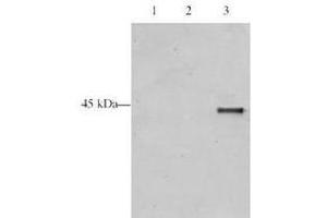 Western blot analysis is shown using  Affinity Purified anti-p28 ING5 antibody to detect over expressed Human ING5 present in HeLa cell nuclear extracts.