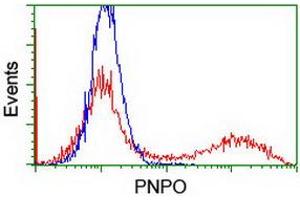 Image no. 3 for anti-Pyridoxamine 5'-Phosphate Oxidase (PNPO) antibody (ABIN2729265)