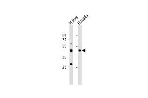 CHTF8 anticorps  (AA 2-33)
