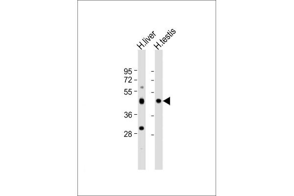 CHTF8 antibody  (AA 2-33)