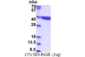 Image no. 1 for Crystallin, zeta (CRYZ) (AA 1-329) protein (His tag) (ABIN5853795)