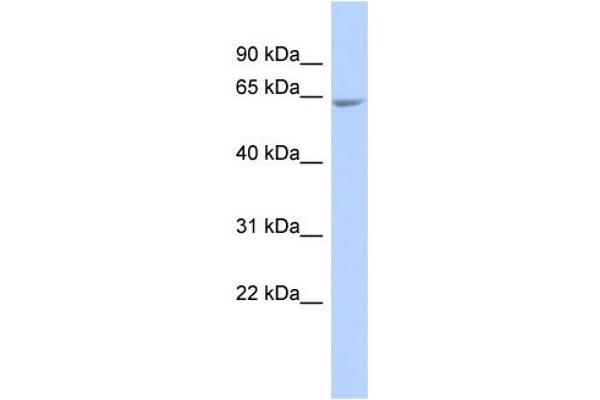 anti-UDP-N-Acetyl-alpha-D-Galactosamine:polypeptide N-Acetylgalactosaminyltransferase 18 (GALNT18) (Middle Region) antibody