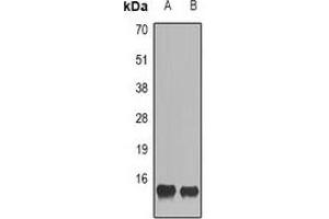 Image no. 1 for anti-Chemokine (C-C Motif) Ligand 28 (CCL28) antibody (ABIN3197935)